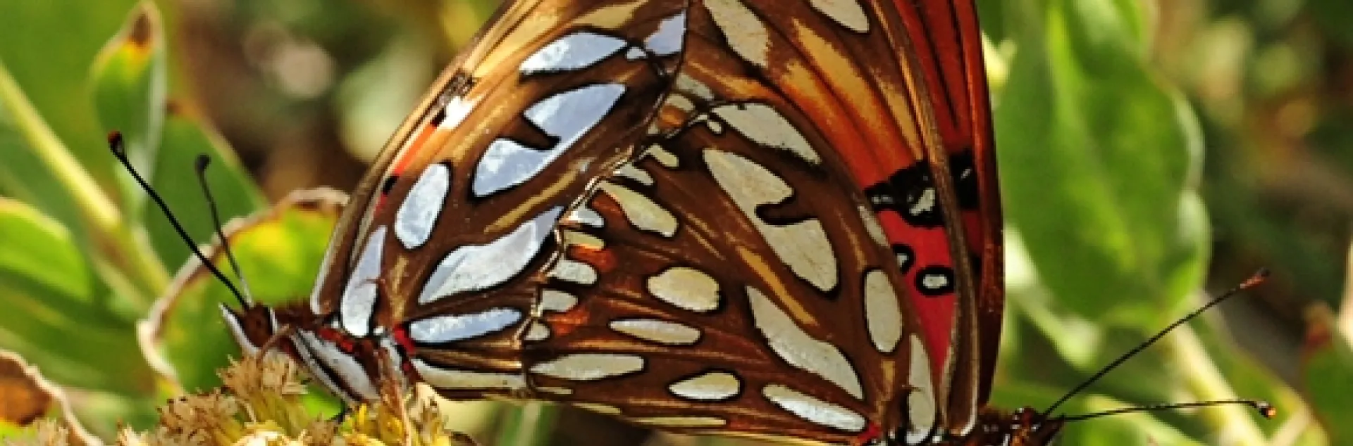 A pair of mating Gulf Fritillary butterflies on a passionflower vine. (Photo by Kathy Keatley Garvey)