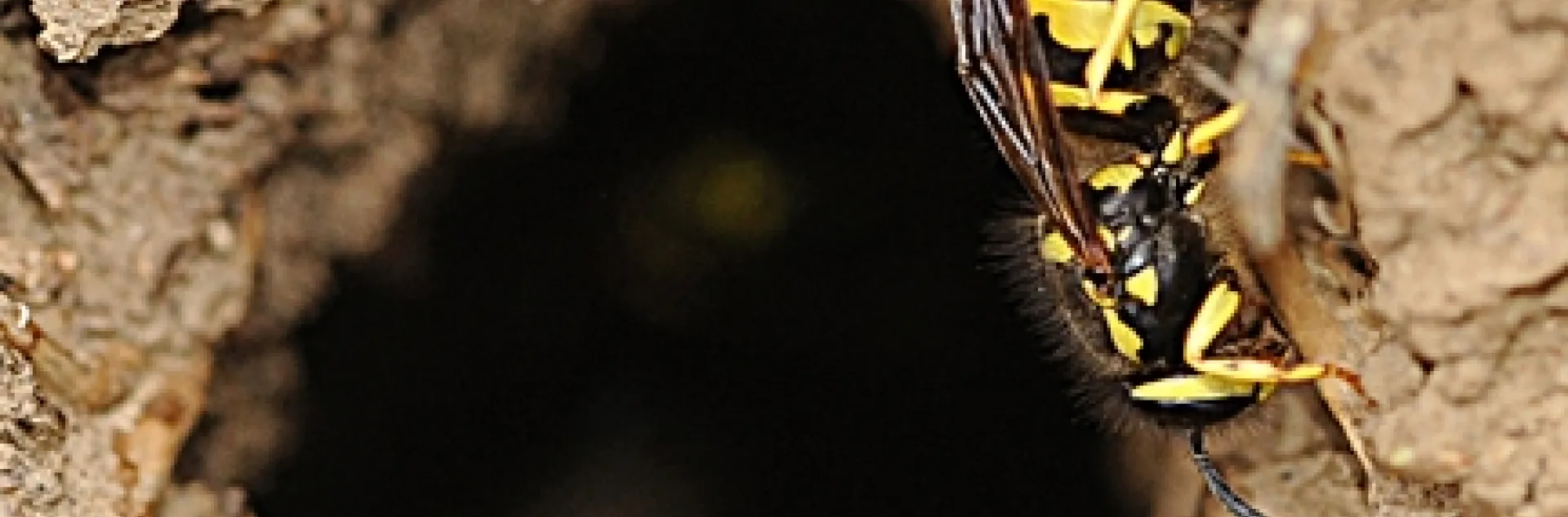 A yellowjacket entering its nest at an apiary. (Photo by Kathy Keatley Garvey)