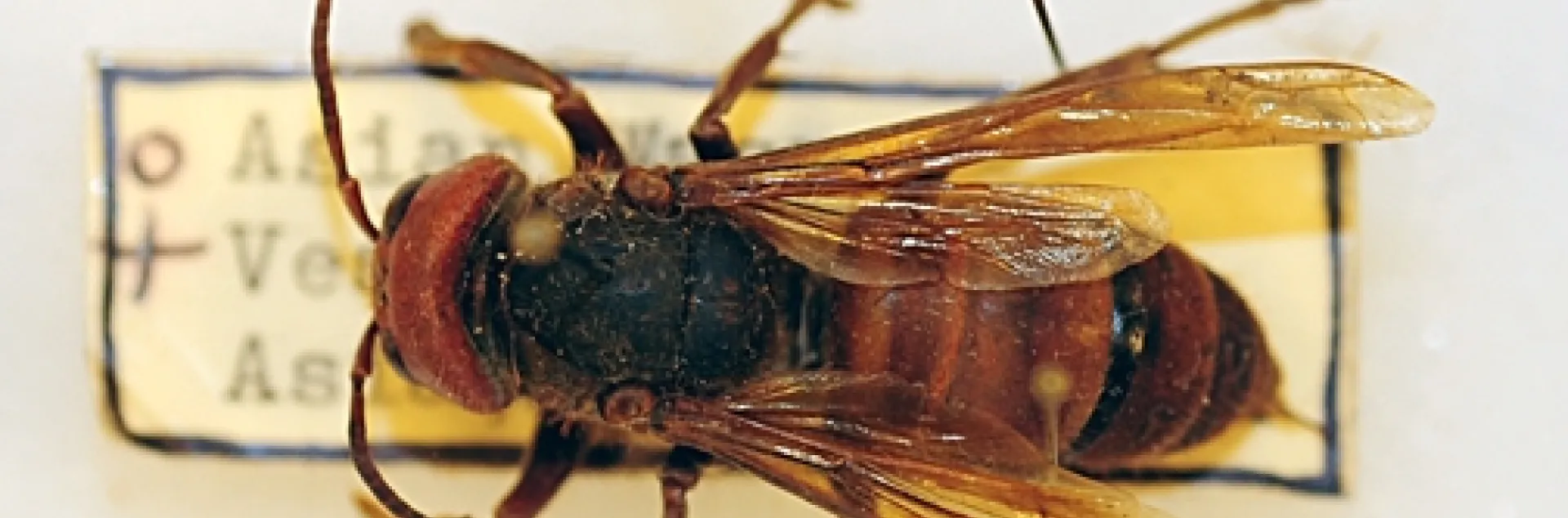 The world's largest hornet next to a honey bee. (Photo by Kathy Keatley Garvey)