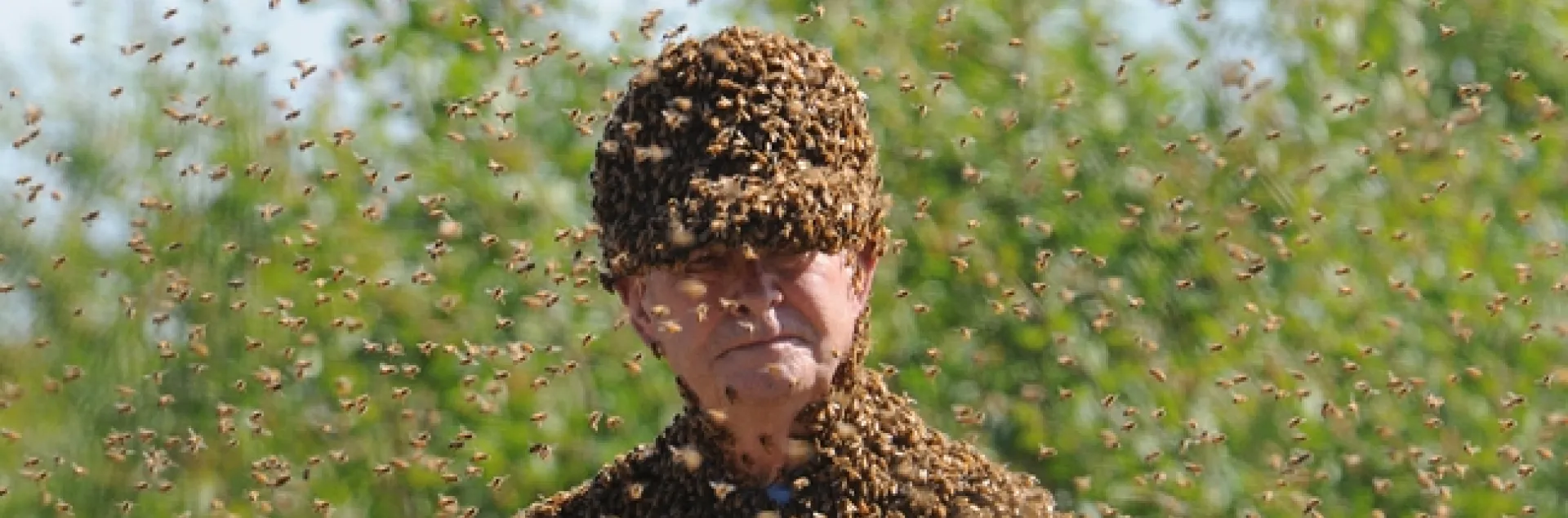 Bee wrangler Norm Gary surrounded by bees. (Photo by Kathy Keatley Garvey)