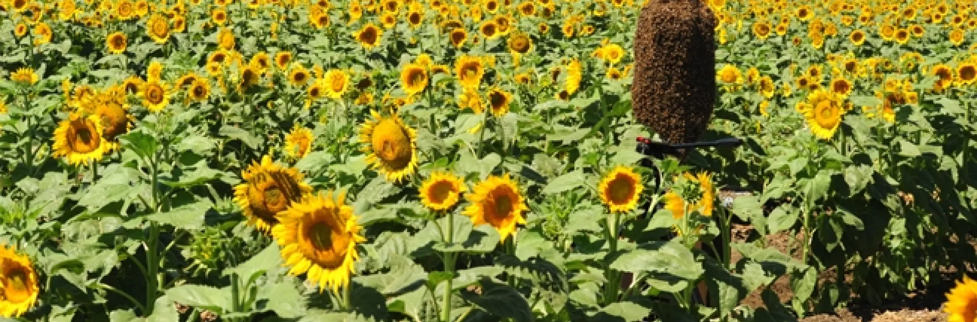Norm Gary's bee cluster in the middle of a sunflower field in Winters. (Photo by Kathy Keatley Garvey)