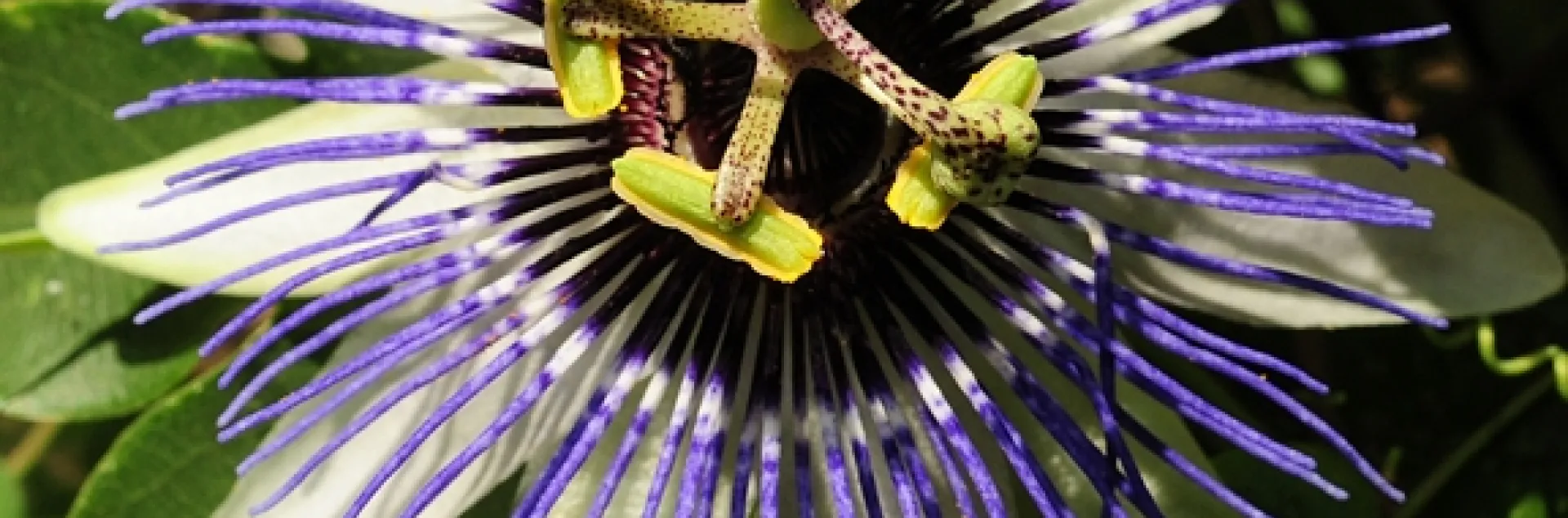 Valley carpenter bee foraging on a passion flower. (Photo by Kathy Keatley Garvey)