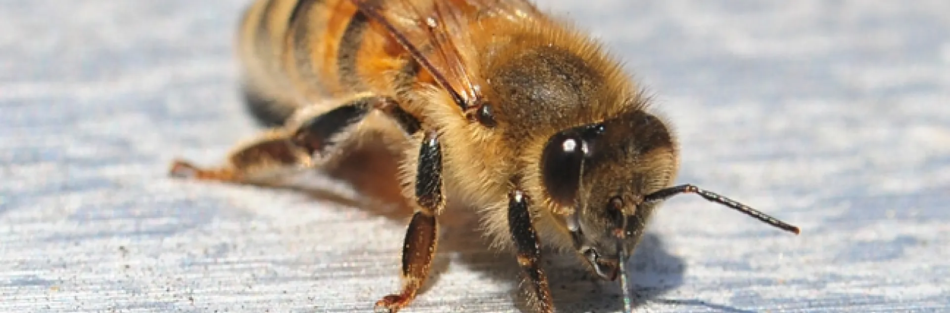 Mead! It all begins with the honey bee. (Photo by Kathy Keatley Garvey)