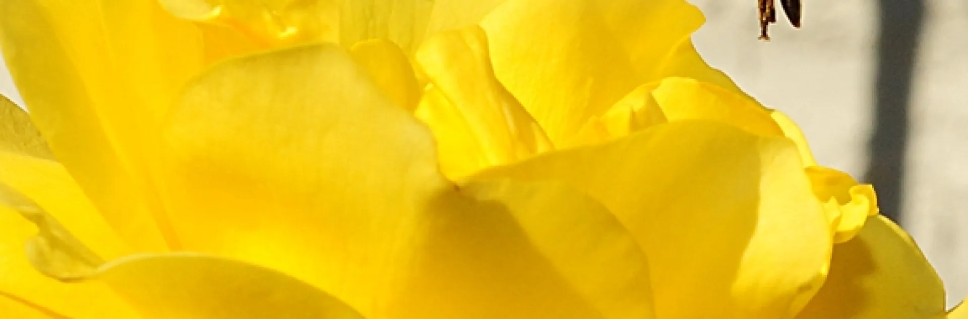 A drone fly heads for a Sparkle and Shine blossom. (Photo by Kathy Keatley Garvey)