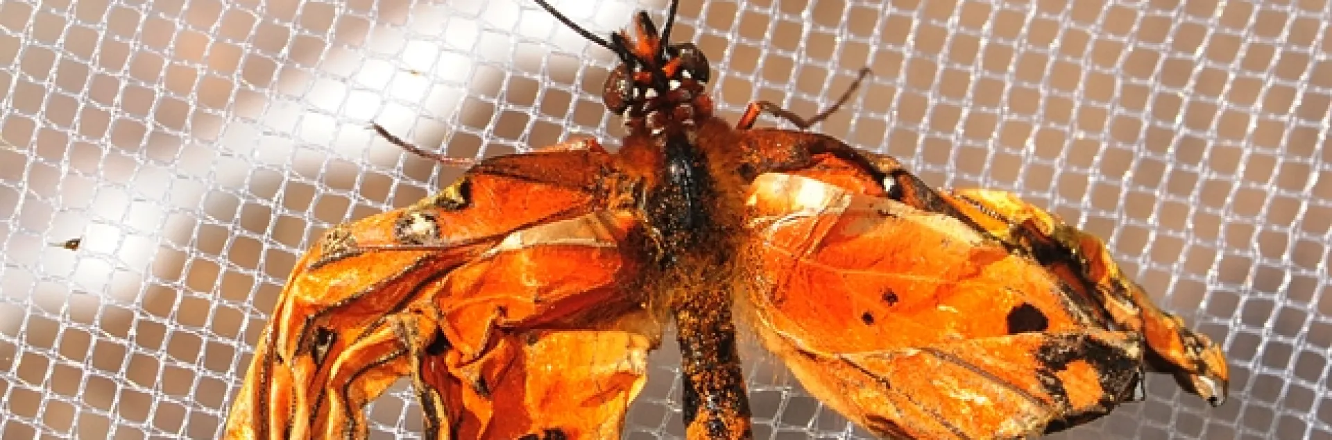 crippled Gulf Fritillary butterfly. (Photo by Kathy Keatley Garvey)