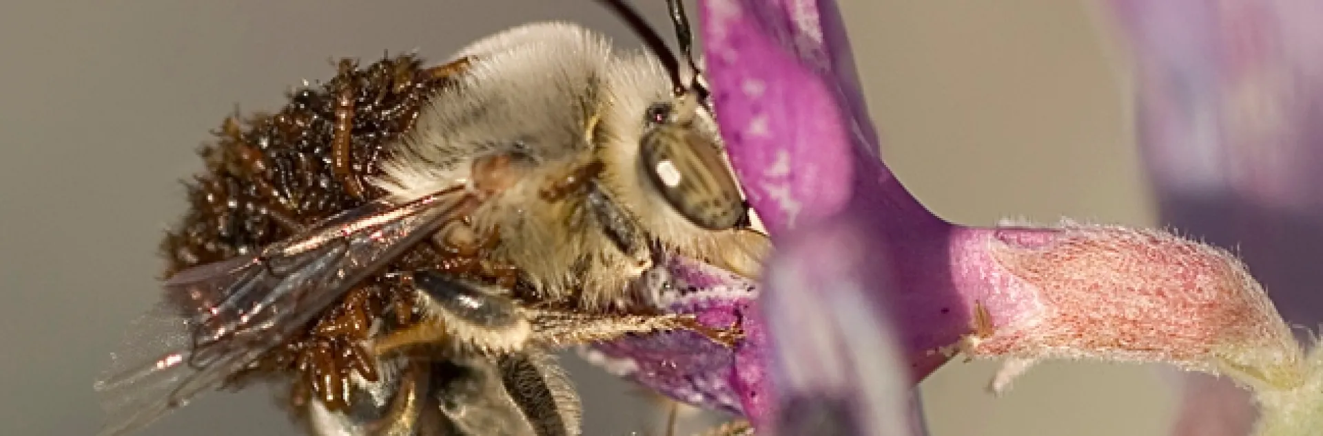 A digger bee, Habropoda pallida, with blister beetle larvae. (Photo by Leslie Saul-Gershenz)