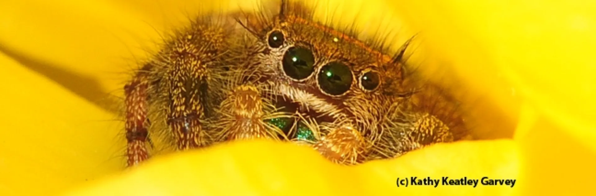 Jumping spider peering between the petals of a yellow rose. (Photo by Kathy Keatley Garvey)
