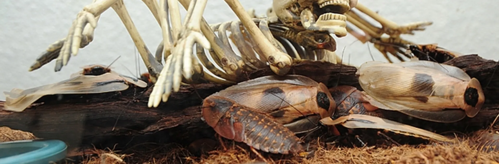 Skull shares the habitat of the giant cave cockroah (Blaberus gigante). (Photo by Kathy Keatley Garvey)