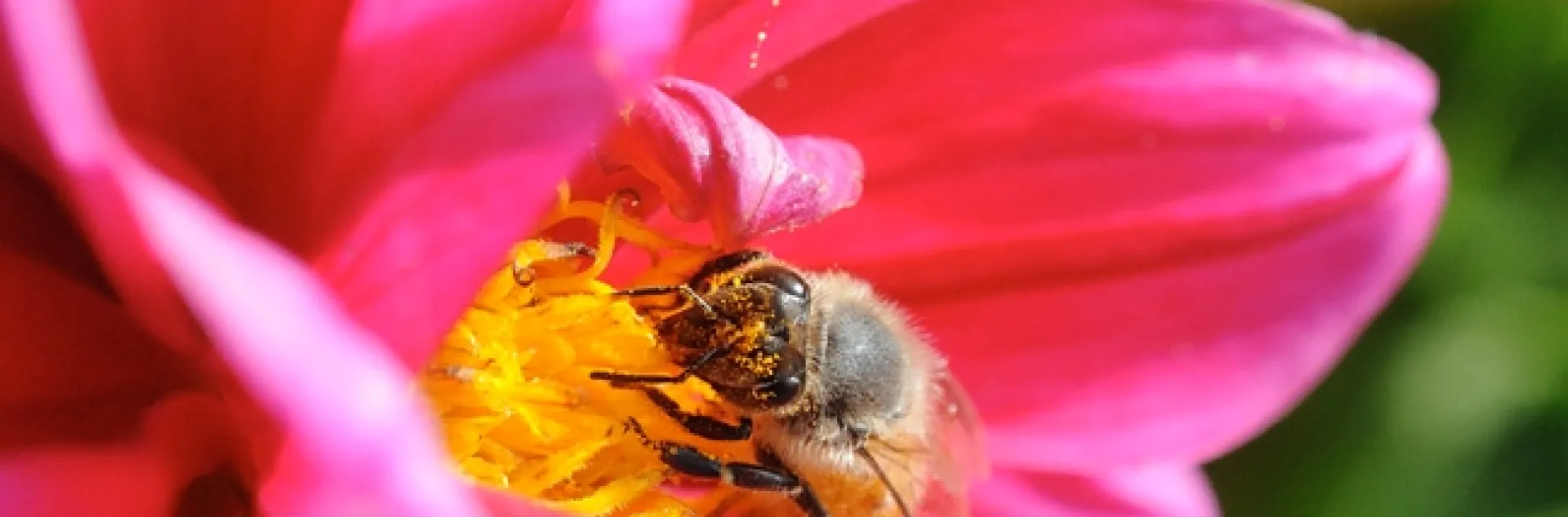 This photo of a bee foraging on a zinnia, taken in the Haagen-Dazs Honey Bee Haven, graces the front and back covers of "Bee Friendly: A Planting Guide for European Honeybees and Australia Native Pollinators." (Photo by Kathy Keatley Garvey)