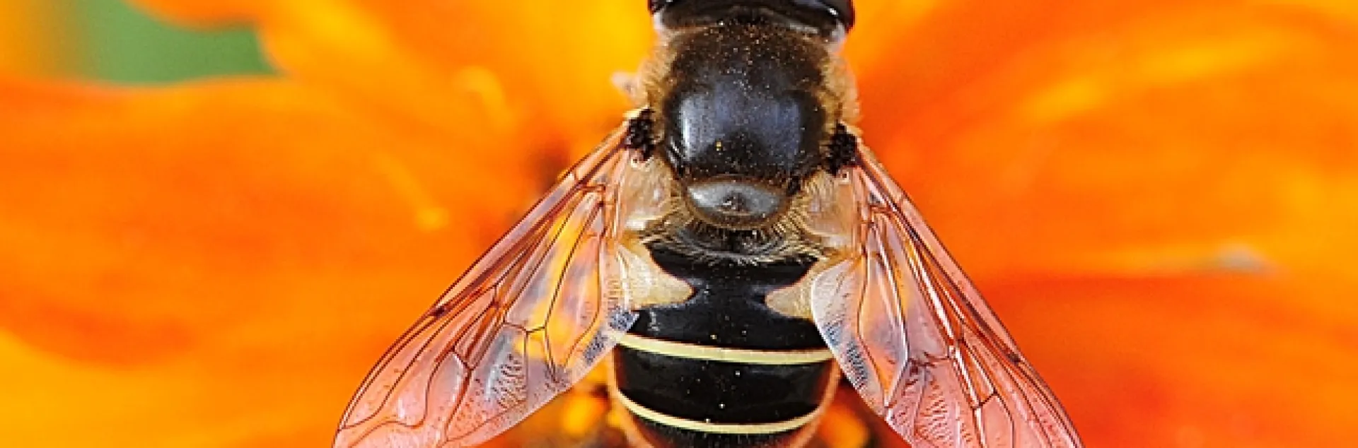 Hover fly, Eristalis hirta, on zinnia. (Photo by Kathy Keatley Garvey)