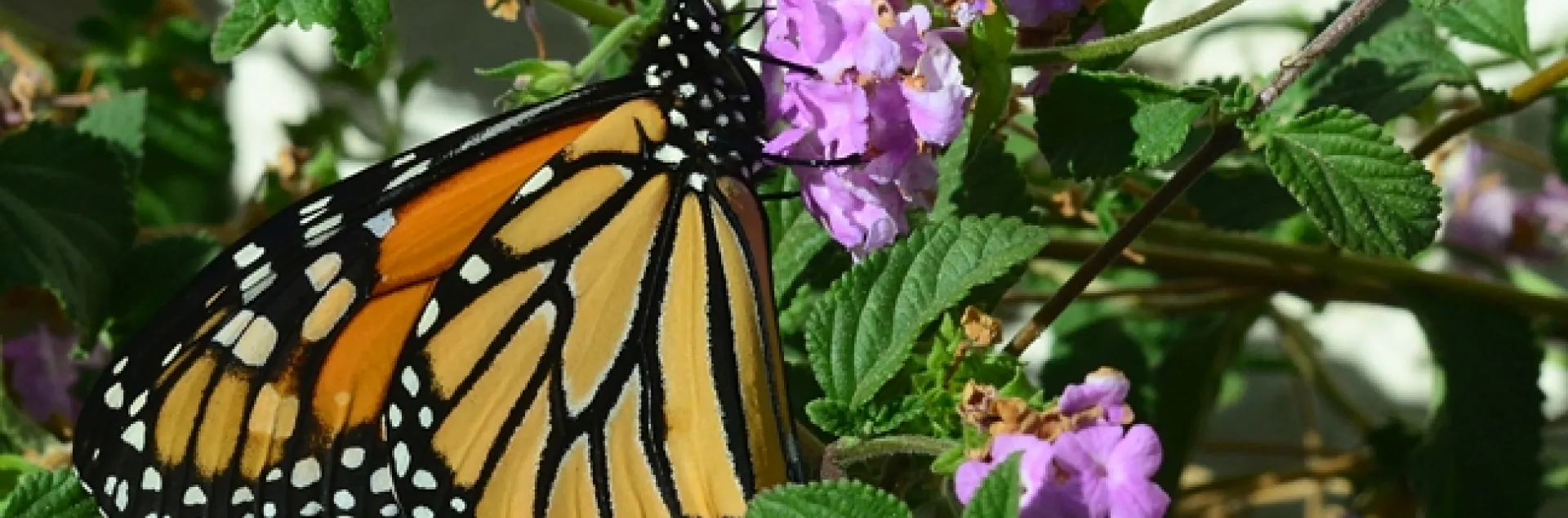 A monarch butterfly on lantana last week in Vacaville, Calif. (Photo by Kathy Keatley Garvey)