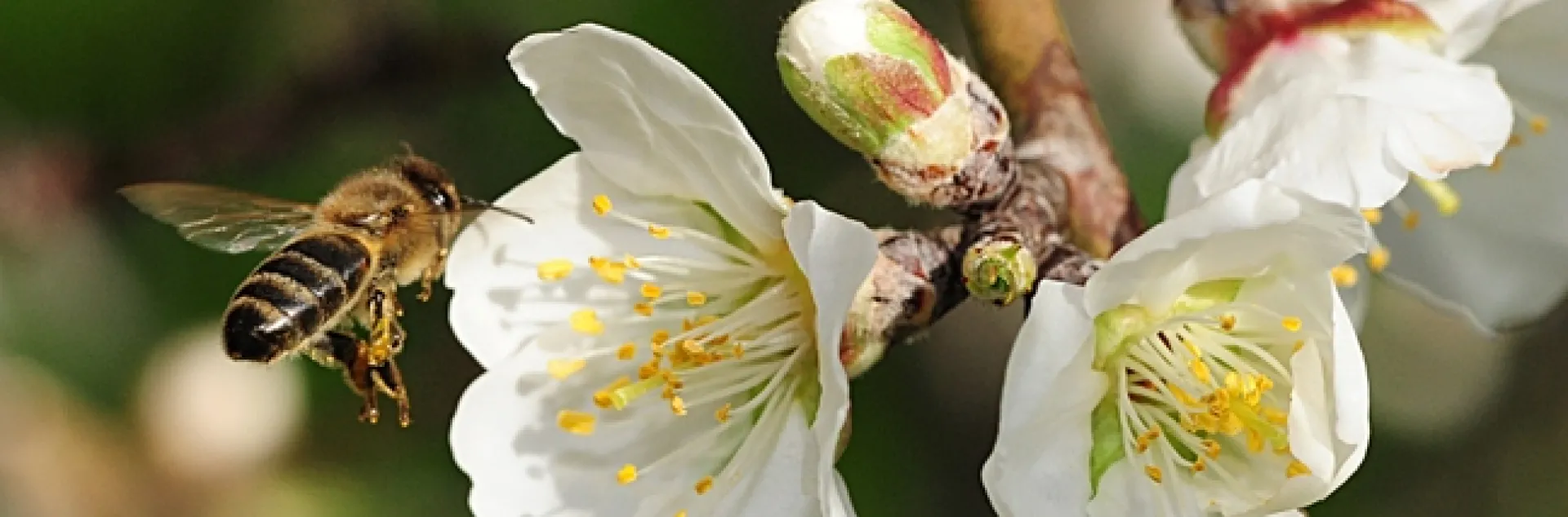 A honey bee heading toward almond blossoms. (Photo by Kathy Keatley Garvey)