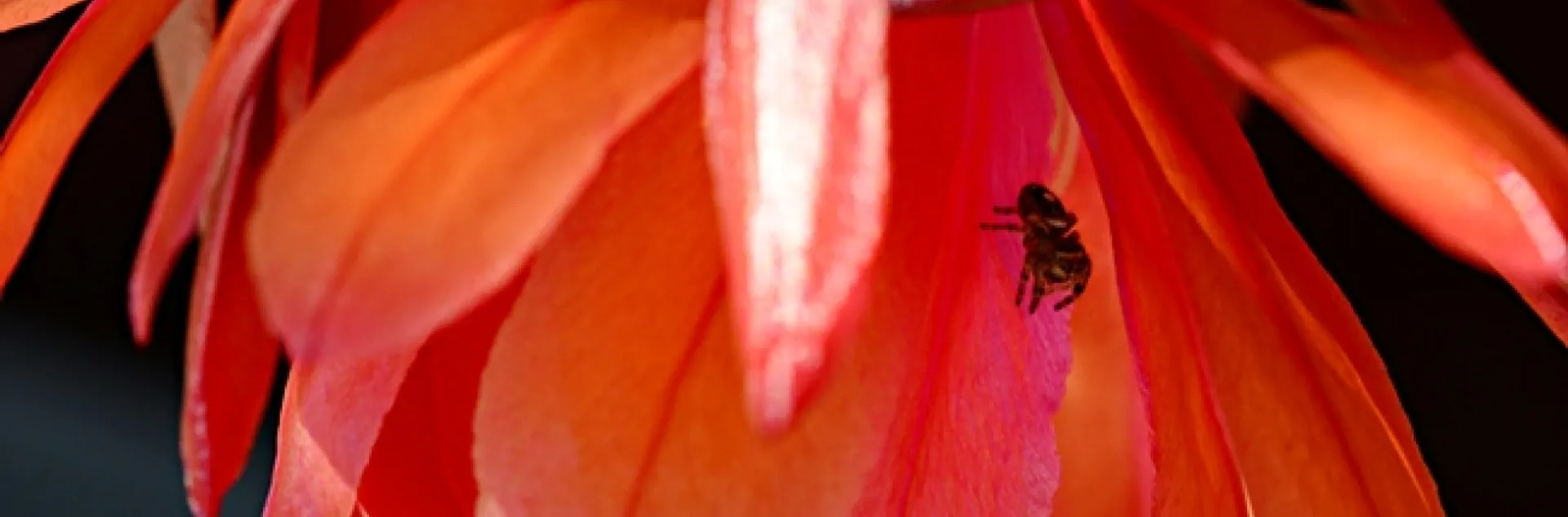 A jumping spider on an orchid cactus, Epiphyllum. (Photo by Kathy Keatley Garvey)