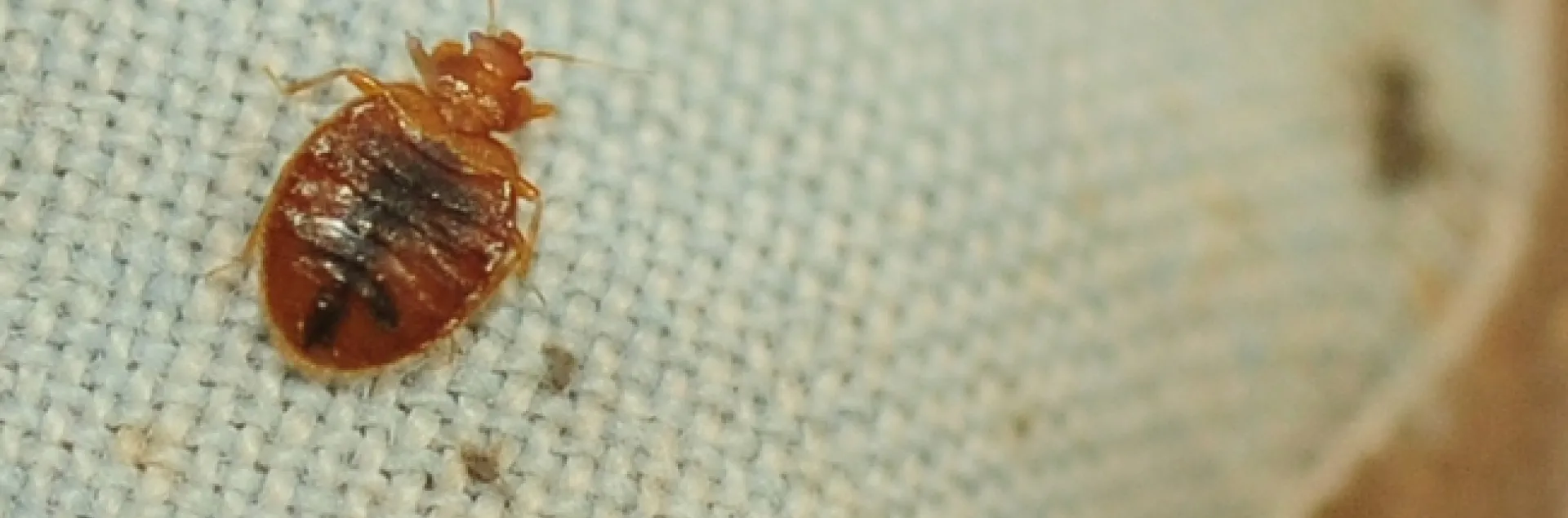 This bed bug was a popular attraction at a Briggs Hall display during the 2012 UC Davis Picnic Day. (Photo by Kathy Keatley Garvey)