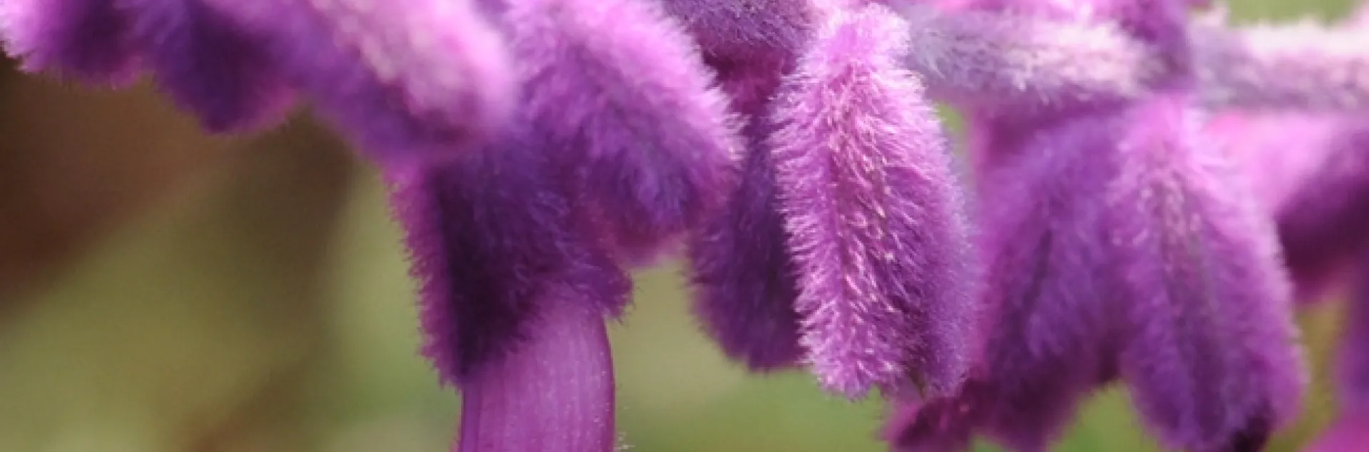 A ladybug (lady beetle) graces salvia. (Photo by Kathy Keatley Garvey)