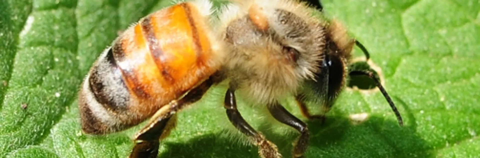 This honey bee is doing poorly. (Photo by Kathy Keatley Garvey)