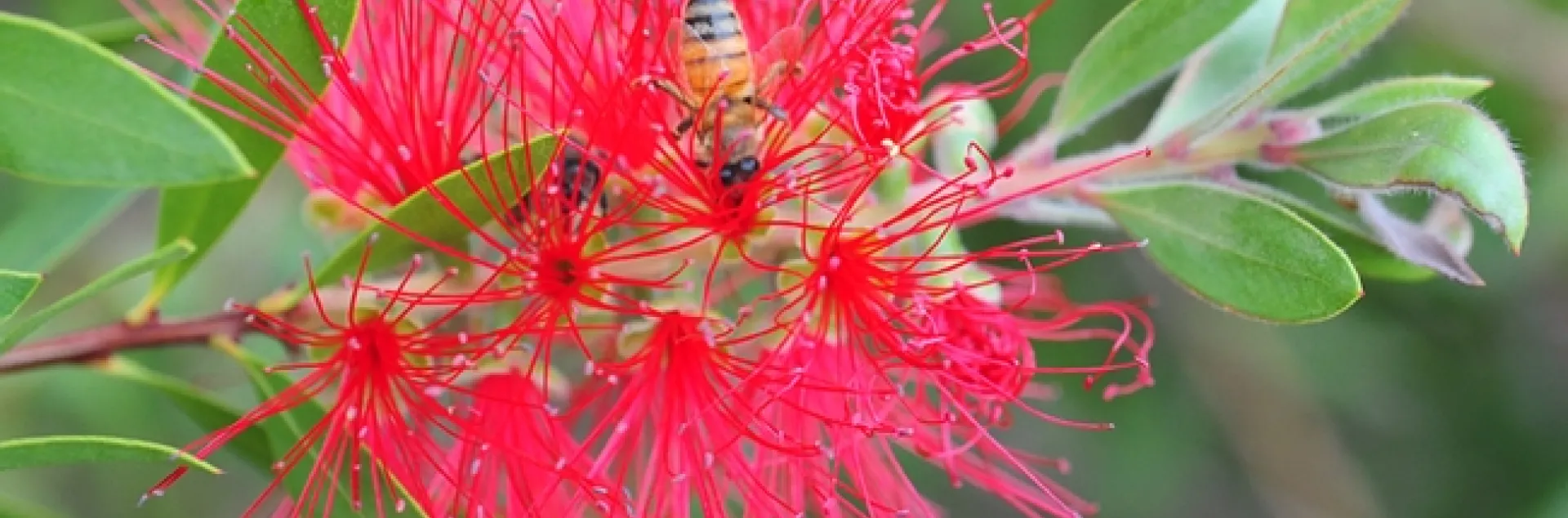 Honey bee on a bottlebrush at the Haagen-Dazs Honey Bee Haven. (Photo by Kathy Keatley Garvey)