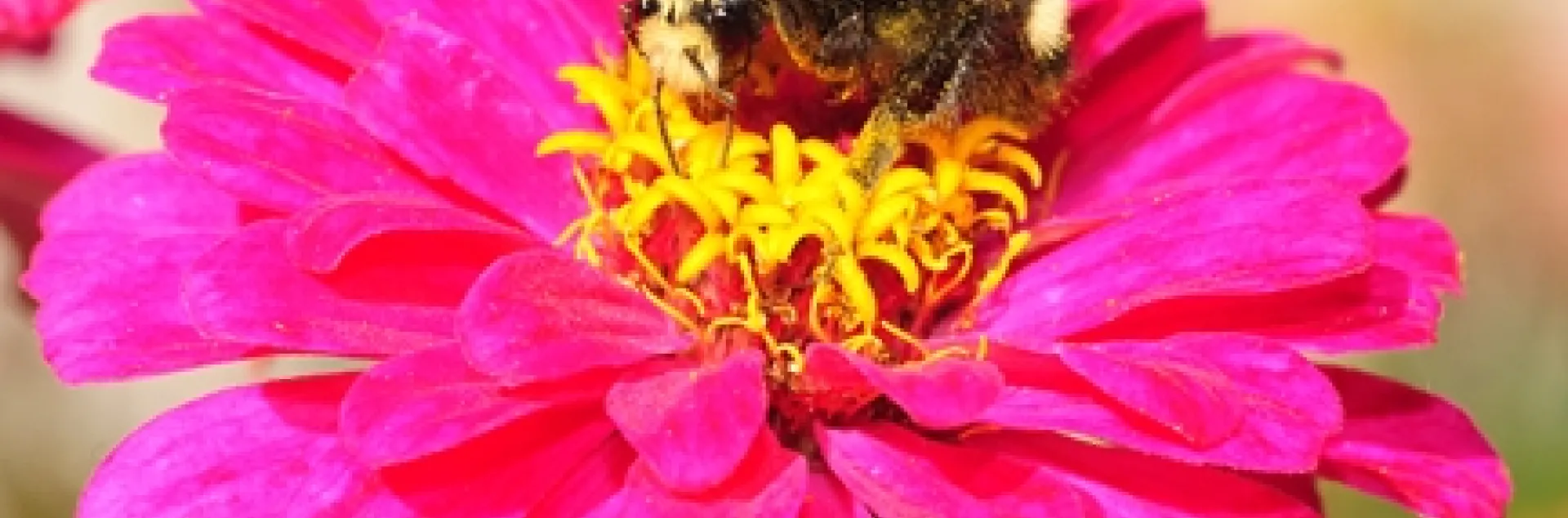 A yellow-faced bumble bee on a zinnia. (Photo by Kathy Keatley Garvey)