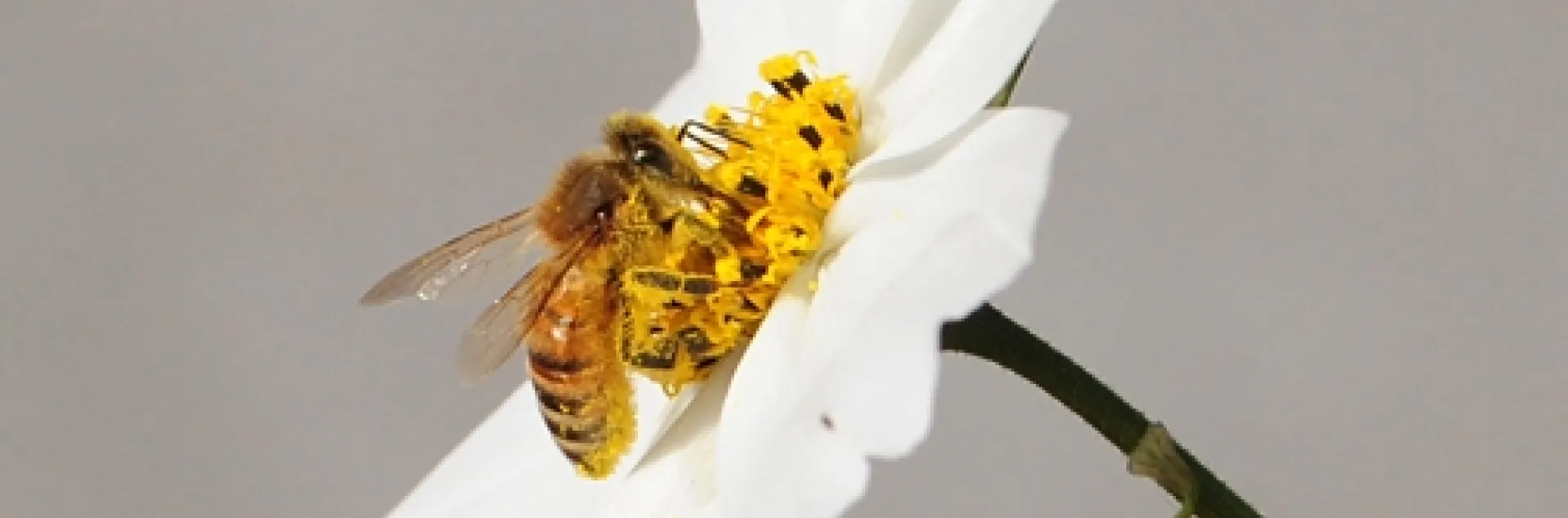 Honey bee visiting a cosmos. (Photo by Kathy Keatley Garvey)