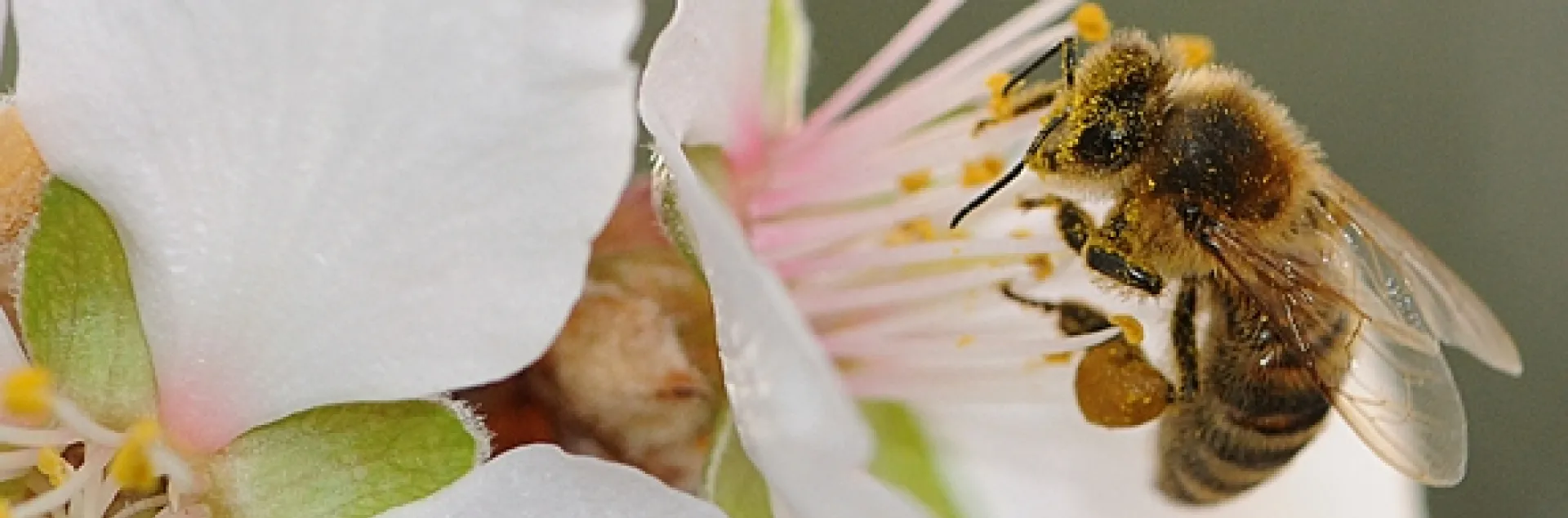 When February arrives, honey bees will be out pollinating the almonds. (Photo by Kathy Keatley Garvey)