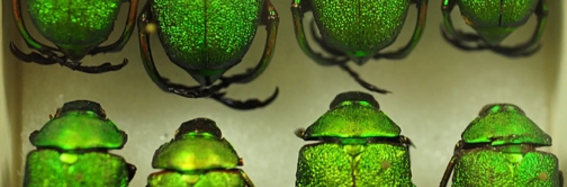These jewel beetles will be displayed at the Bohart Museum's open house. (Photo by Kathy Keatley Garvey)
