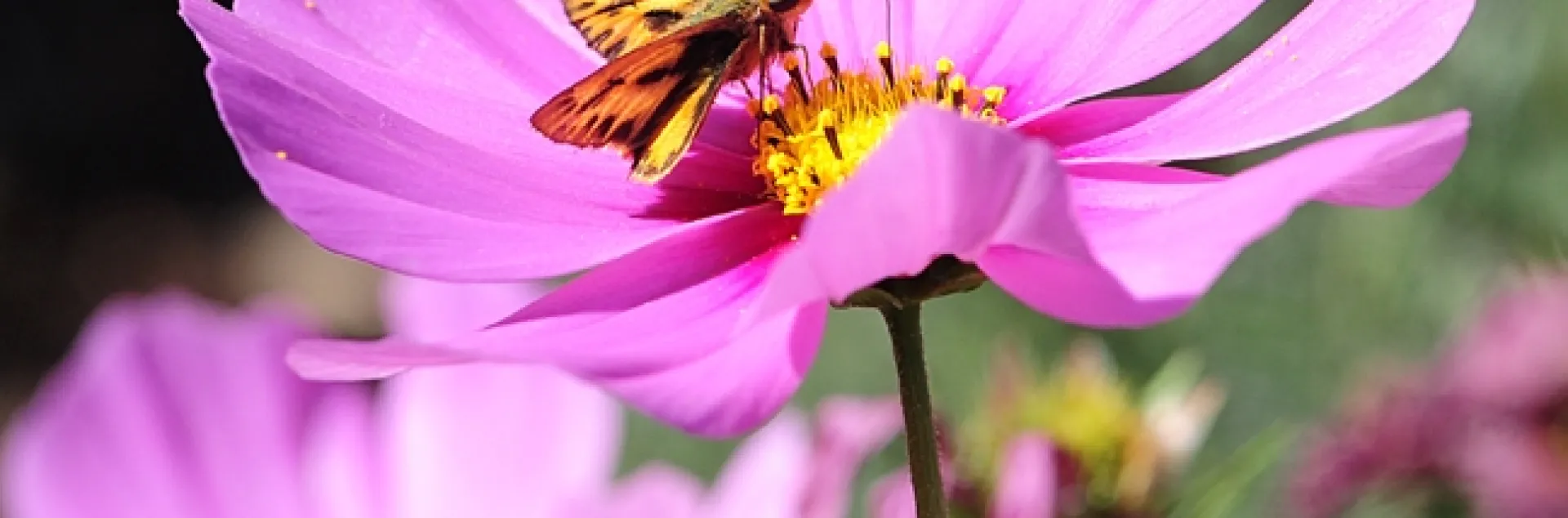 A skipper on a cosmos. (Photo by Kathy Keatley Garvey)