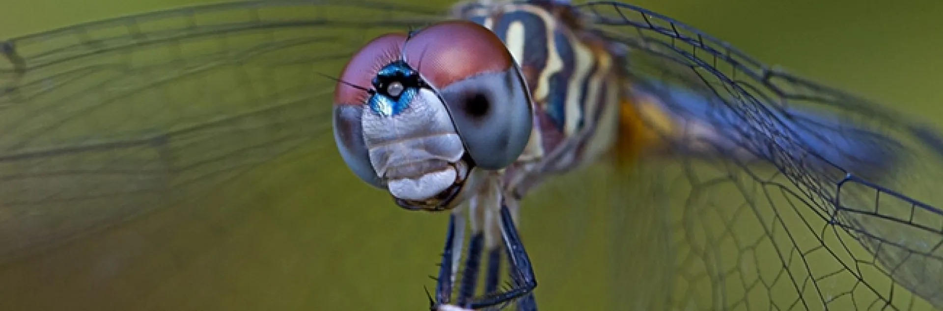 The image of a blue dasher, captured by Rachel Graham of UC Davis, appears in the Entomological Society of America's 2014 World of Insects Calendar.