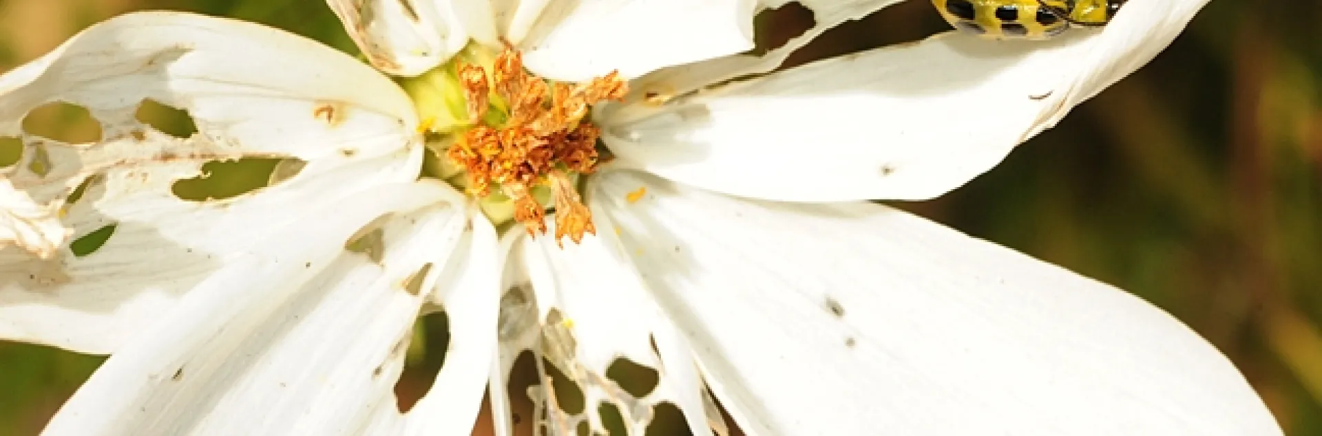 Spotted cucumber beetle and its path of destruction. (Photo by Kathy Keatley Garvey)