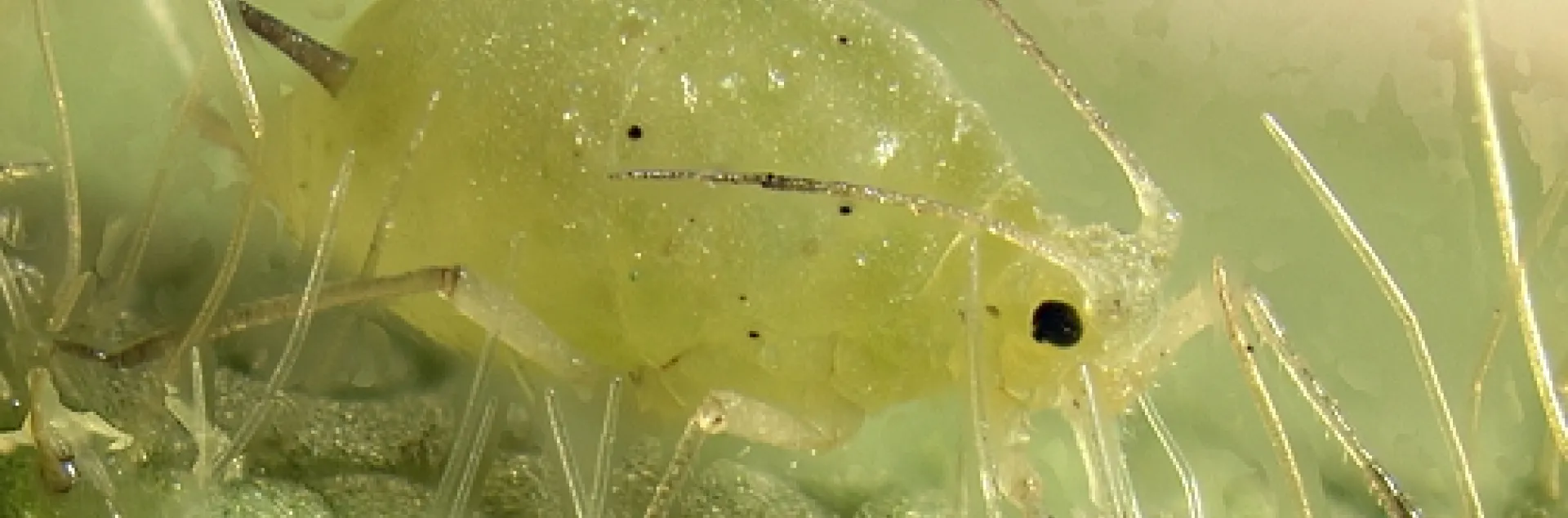 Asian soybean aphid. (Courtesy Wikipedia, Claudio Gratton, University of Wisconsin)