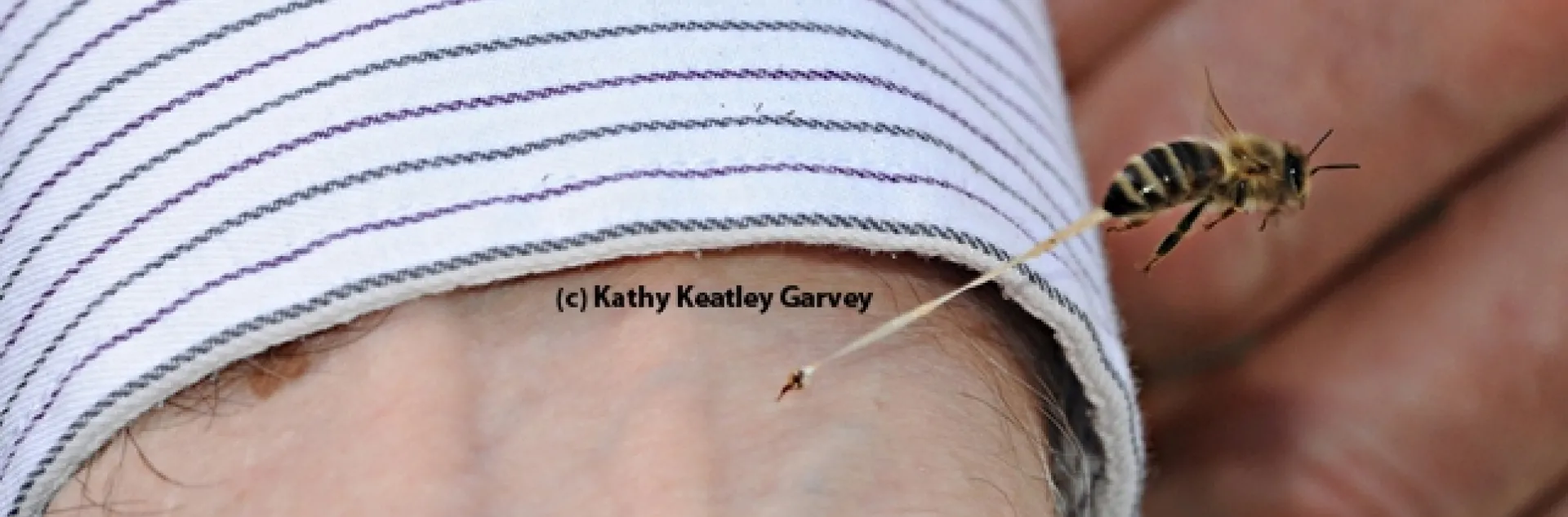 This image, "The Sting," drew $900 at the California State Beekeepers' Association auction. (Photo by Kathy Keatley Garvey)