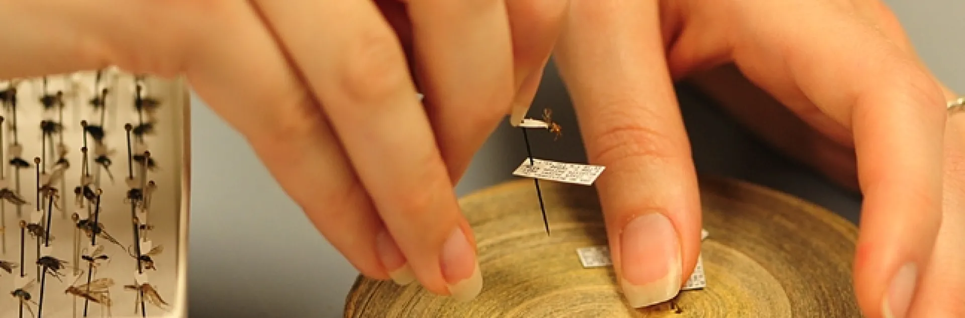 A Bohart Museum volunteer at work. (Photo by Kathy Keatley Garvey)