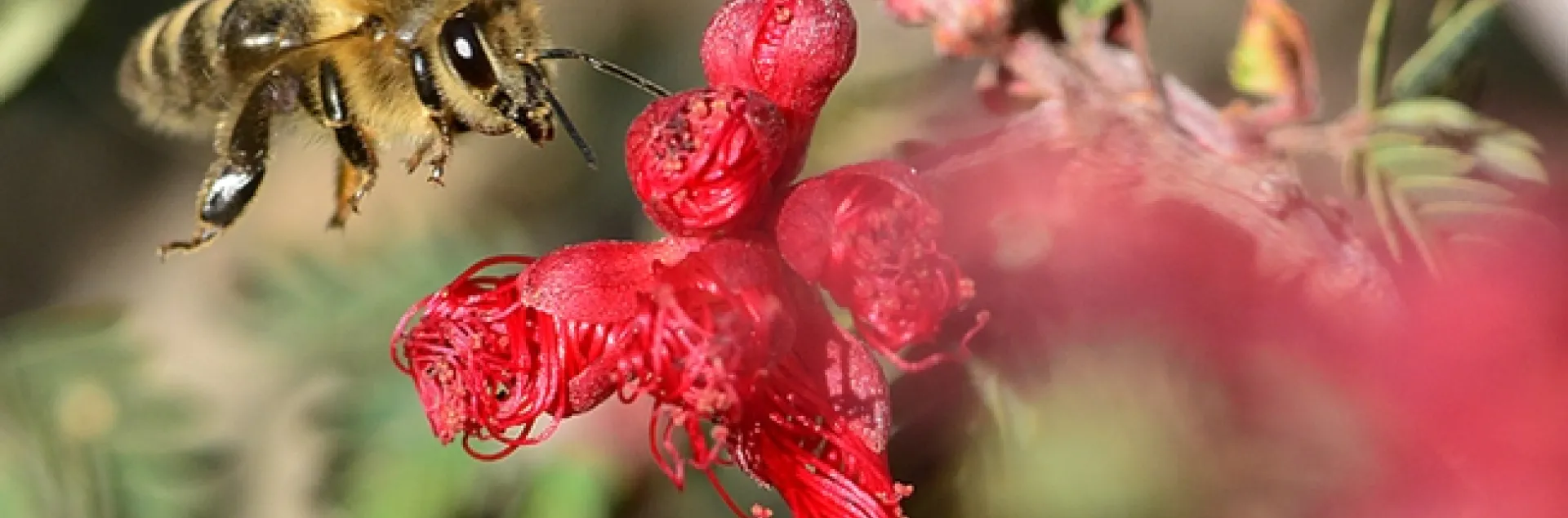 This honey bee was not aware of the "no fly" list; bees don't usually fly when the temperature is 49 degrees, but this one did. (Photo by Kathy Keatley Garvey)
