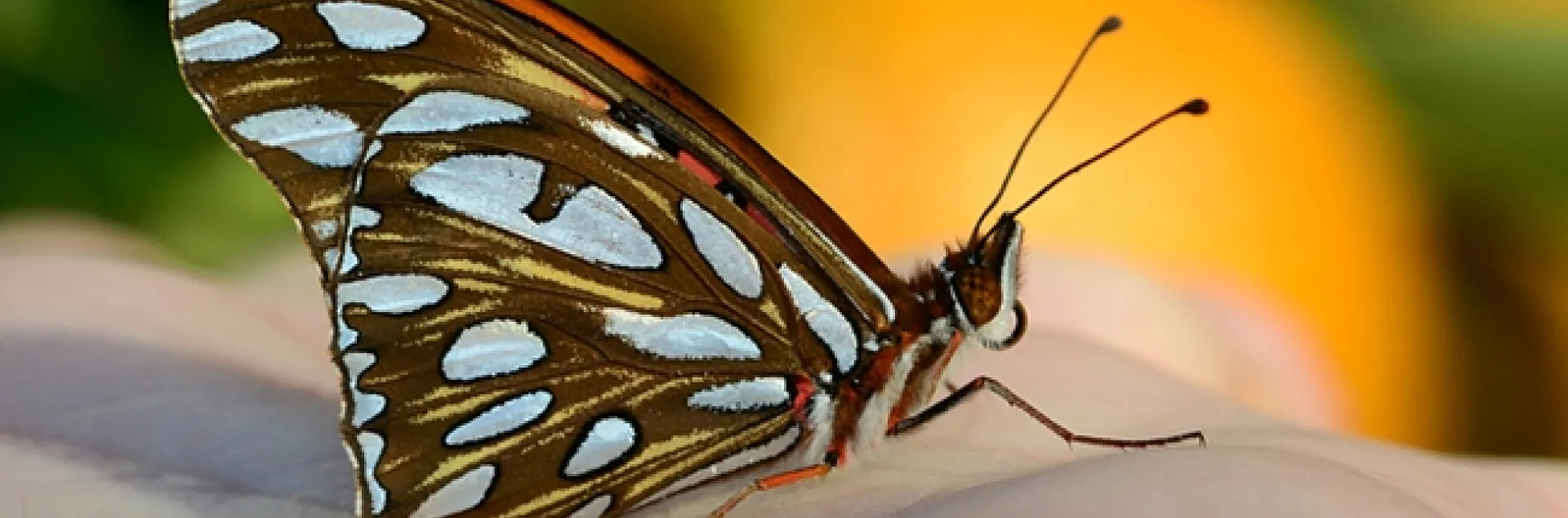 Newly emerged Gulf Fritillary butterfly.(Photo by Kathy Keatley Garvey)