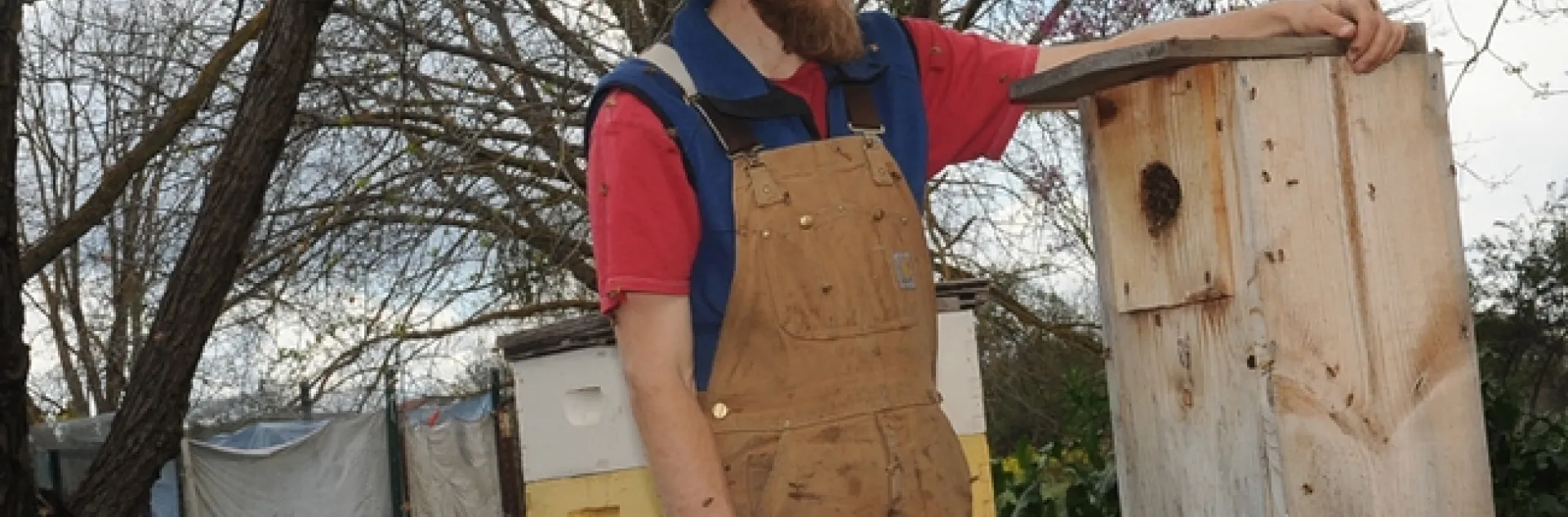 This wood duck box is being used as a bee hive in The Bee Sanctuary on the UC Davis campus. Examining it is Derek Downey who directs The Bee Collective and The Bee Sanctuary. (Photo by Kathy Keatley Garvey)