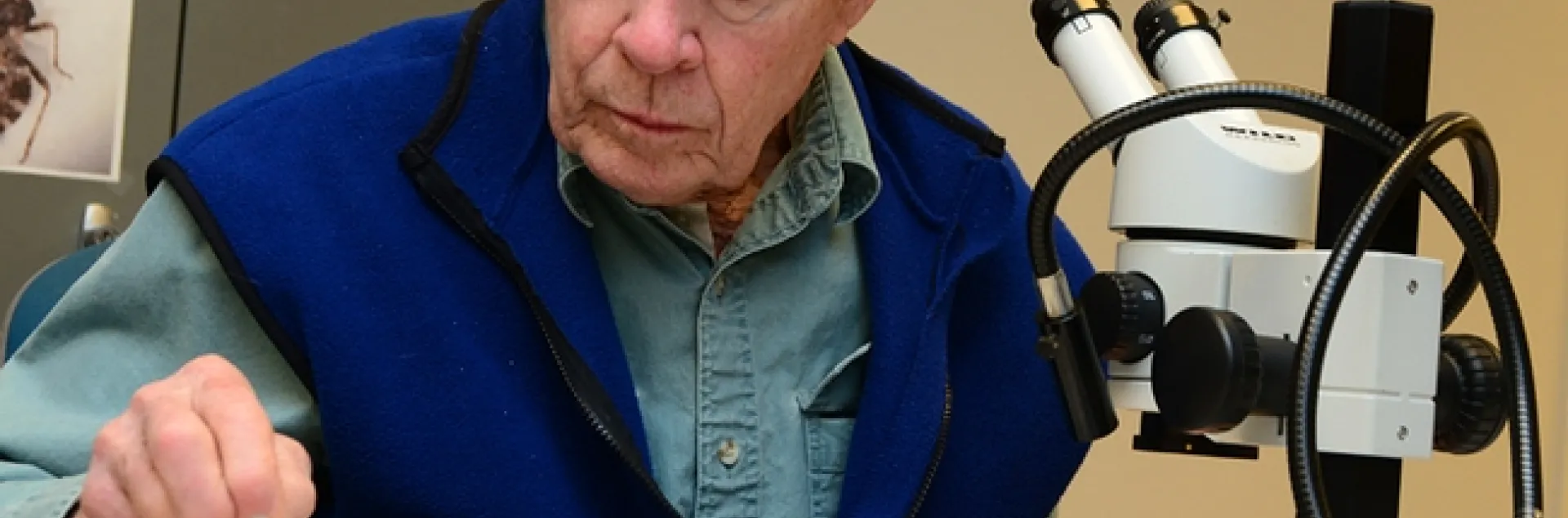 Noted entomologist Jerry Powell, director emeritus of the Essig Museum of Entomology, UC Berkeley, volunteers at the Bohart Museum. (Photo by Kathy Keatley Garvey)