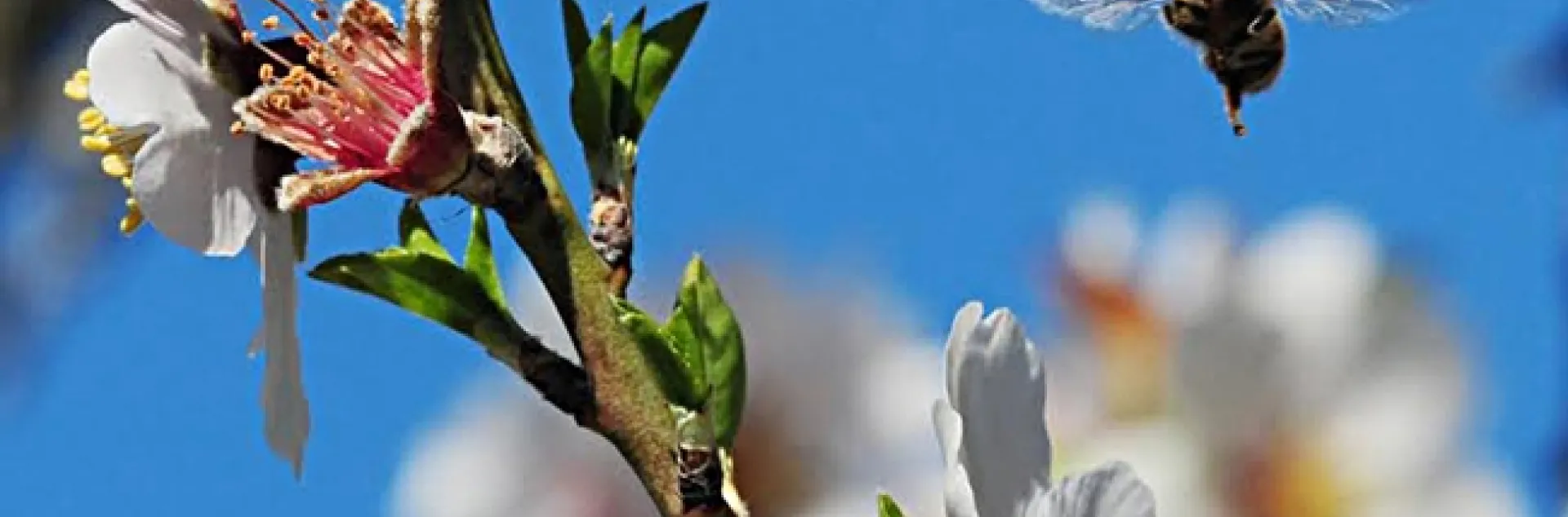 The freezing temperatures make us yearn for almond pollination season. This photo was taken Feb. 10, 2013 in the Matthew Turner Shipyard Park, Benicia. (Photo by Kathy Keatley Garvey)
