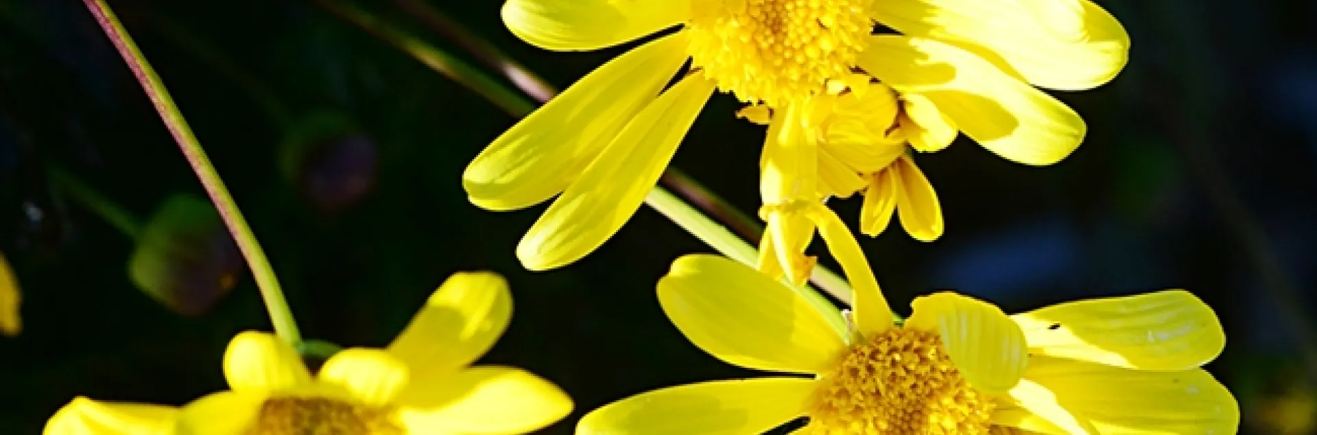 Honey bee heading for Euryops. (Photo by Kathy Keatley Garvey)