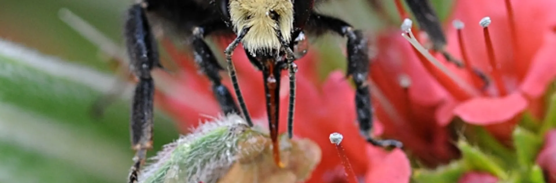 A yellow-faced bumble bee, Bombus vosnesenskii, on tower of jewels. (Photo by Kathy Keatley Garvey)