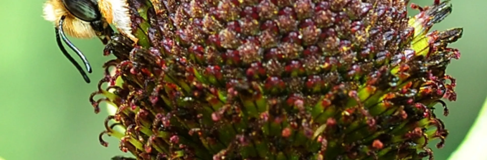 Male leafcutter bee, Megachile fidelis, as identified by Robbin Thorp, on coneflower. (Photo by Kathy Keatley Garvey)
