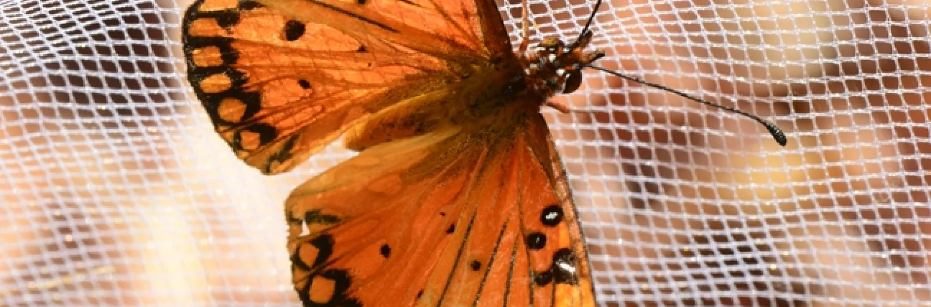 A newly emerged Gulf Fritillary, Agraulis vanillae. (Photo by Kathy Keatley Garvey)