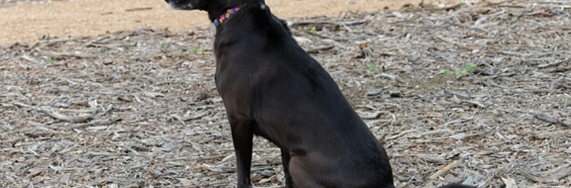 Olive attentively watches for Kris Kolb. (Photo by Kathy Keatley Garvey)