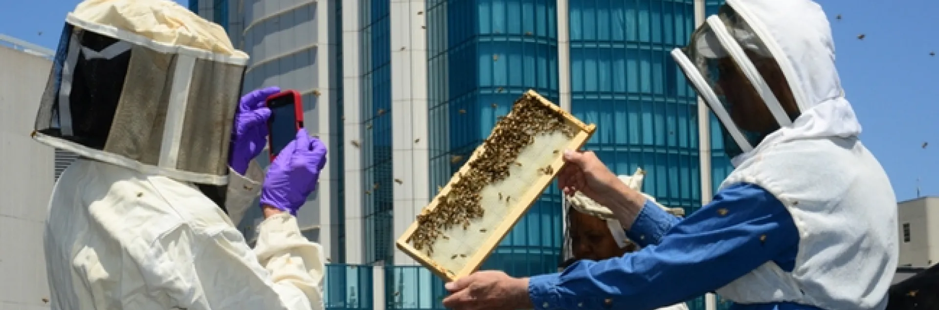 The San Francisco Chronicle engages in rooftop beekeeping and maintains two colonies and a fruit and vegetable garden. Journalists Deb Wandell and Meredith May are the beekeepers. Extension apiculturist Eric Mussen of the UC Davis Department of Entomology Nematology and Queen Turner, head of the beekeeping Section, Ministry of Agriculture, Botswana, inspected the hives last June. From left are Turner, Wandell and Mussen. (Photo by Kathy Keatley Garvey)