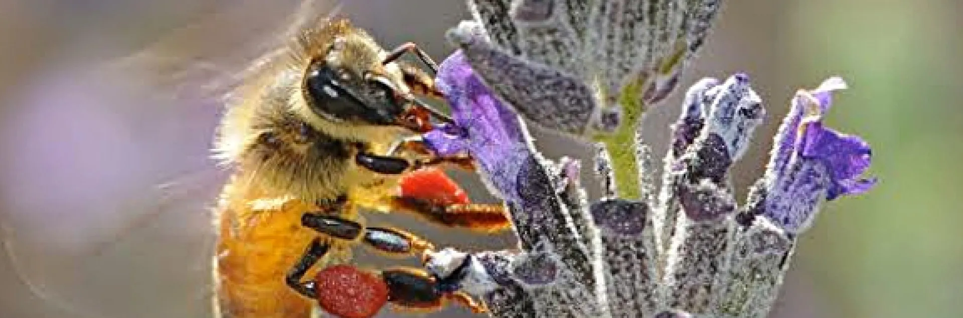 Honey bee with red pollen (from neighboring rock purslane) sipping nectar from lavender. (Photo by Kathy Keatley Garvey)