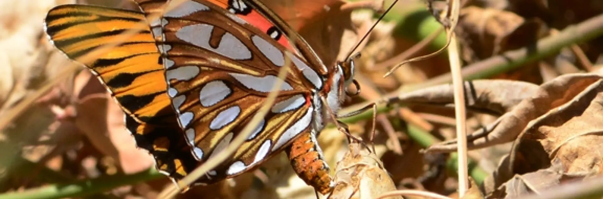 Gulf Fritillary butterfly laying an egg on Christmas Day in west Vacaville. (Photo by Kathy Keatley Garvey)