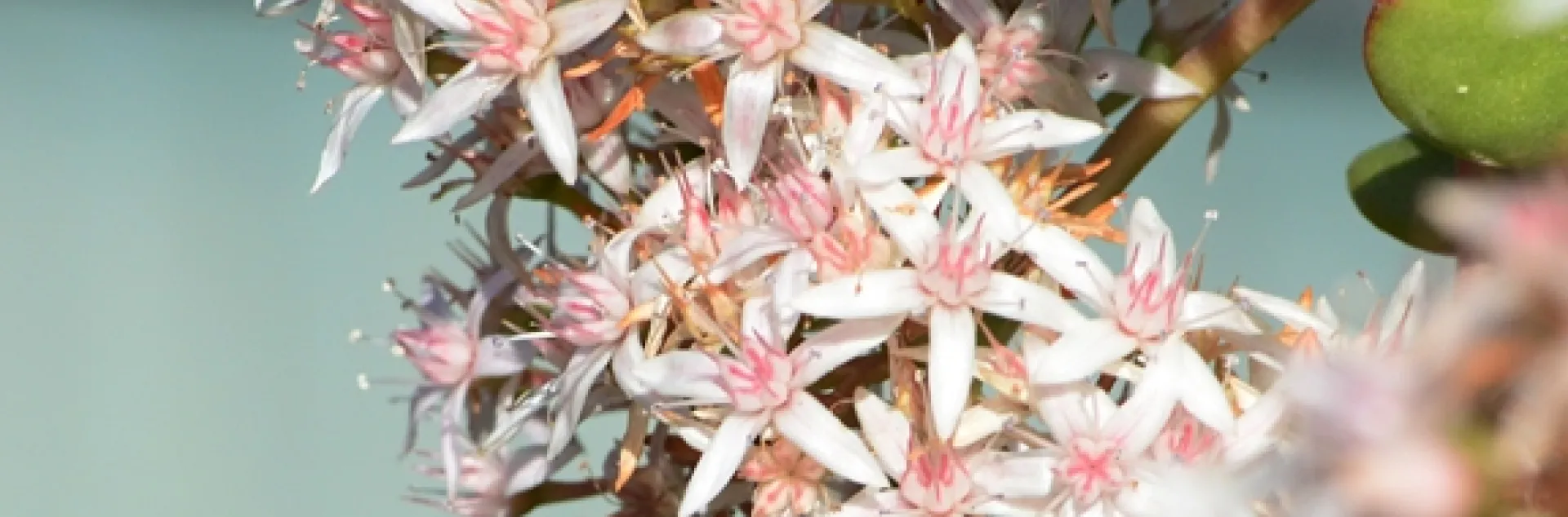 Black-tailed bumble bee, Bombus melanopygus, heading for jade blossoms. (Photo by Kathy Keatley Garvey)