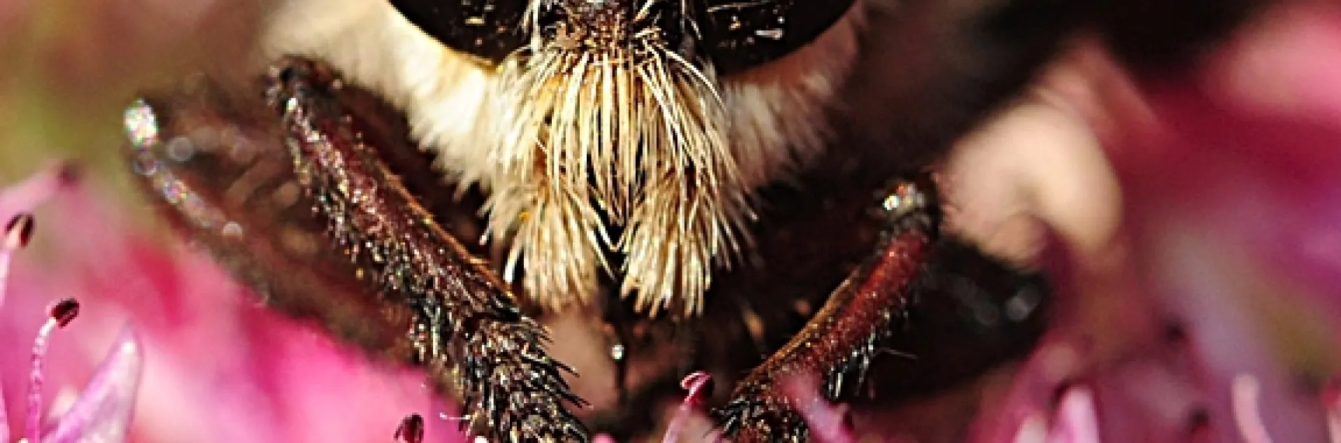 Up close and personal with a robber fly. (Photo by Kathy Keatley Garvey)
