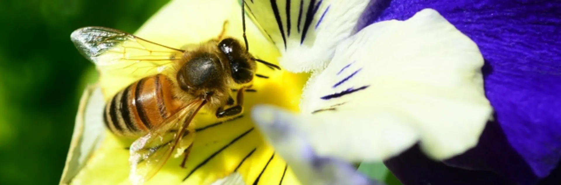 Honey bee foraging on a pansy. (Photo by Kathy Keatley Garvey)