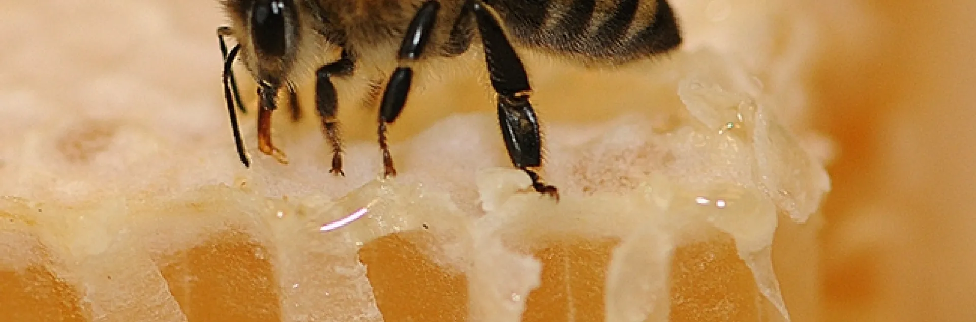 Bee on honey. (Photo by Kathy Keatley Garvey)