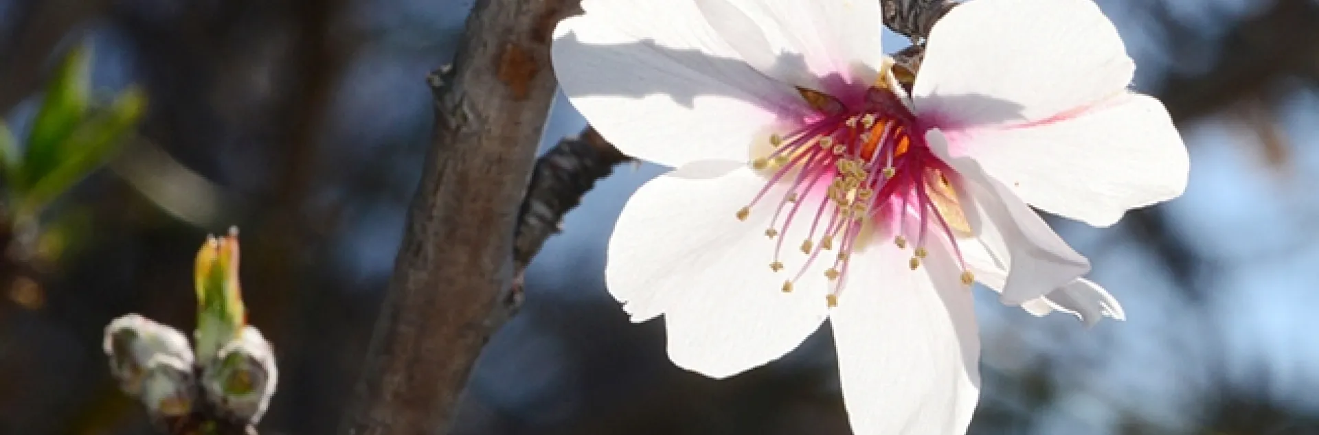 A solo almond blossom blooming Jan. 5, 2014 in Benicia. (Photo by Kathy Keatley Garvey)