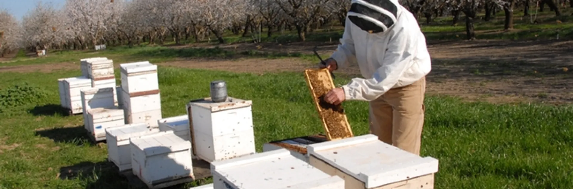 Bee breeder-geneticist Michael "Kim" Fondrk works the Page bees in a Dixon almond orchard. (Photo by Kathy Keatley Garvey)